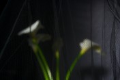 Behind_a_Veil