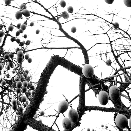 Fruits_And_Needles